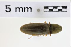 Foto (Dorsalansicht) von Gambrinus confusus (NHMW-ZOO-COL-0008582)